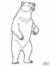 Grizzly Polar Oso Getdrawings Supercoloring Asiatico sketch template