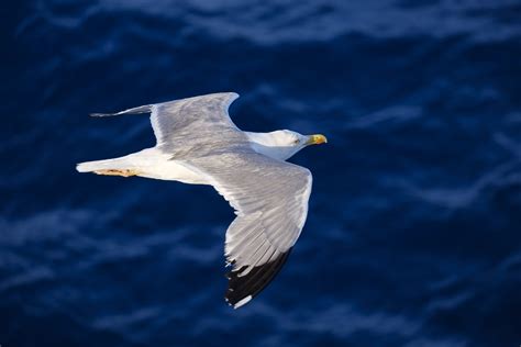 seagull flying  hd birds  wallpapers images backgrounds