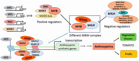 ijms  full text light induced regulation pathway  anthocyanin