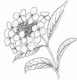 Hydrangea Flowers Botanical Imgarcade sketch template