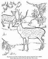 Coloring Deer Drawing Pages Animal Drawings Kids Jungle Printable Animals Forest Axis Chital Wild Activity Print Draw Life Scene Colouring sketch template