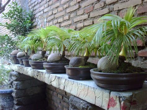 grow coconut trees  pots plant instructions