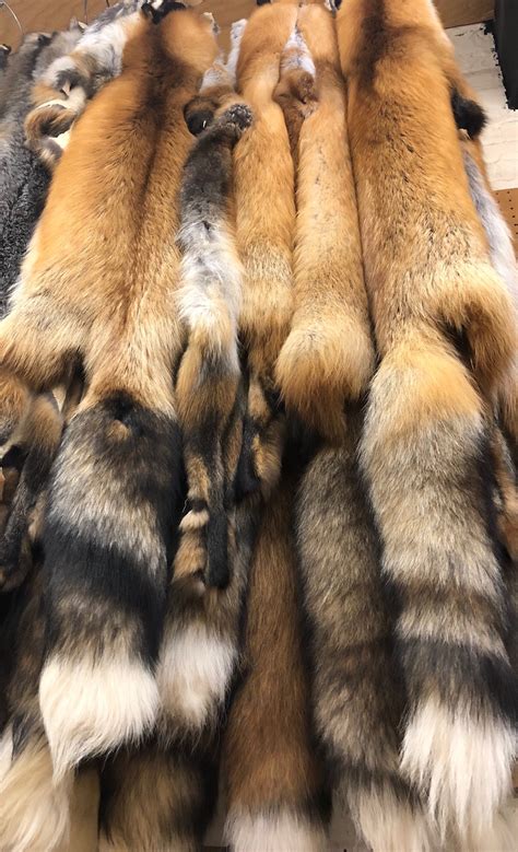 red fox wild fur bill worb furs inc