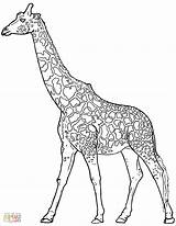 Coloring Pages Giraffe Realistic Choose Board sketch template