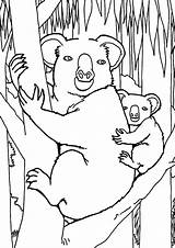 Bear Koala Coloring Jungle Color sketch template