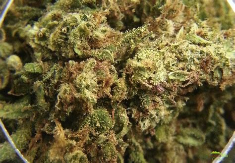 afghan kush marijuana strain information reviews allbud