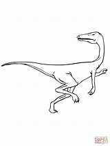 Coloring Velociraptor Dinosaur Raptor Clipart Pages Library Drawing Coelophysis Getdrawings Popular sketch template