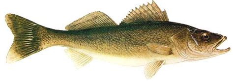 duffers rule lake nipissing walleye fisheries  crisis