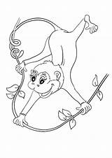 Monkey Coloring Swinging Monkeys Pages Little Cartoon Printable Getcolorings Getdrawings sketch template