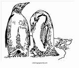 Penguin Penguins Singing sketch template