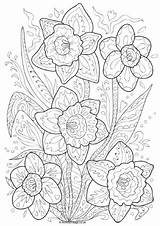 Daffodil Mindful Worksheet Activityvillage sketch template
