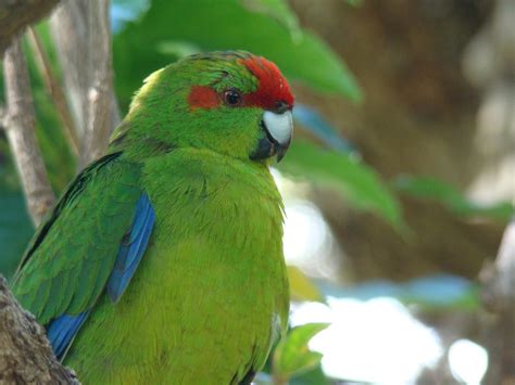 wholesale bird cage kakariki information