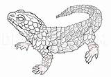 Step Lizards Draw Drawing Dragoart Part sketch template