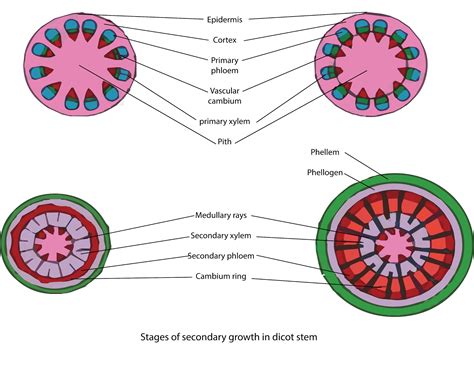 explain  process  secondary growth   stems  woody angiosperms