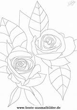 Rosen Ausdrucken Malvorlage Für sketch template