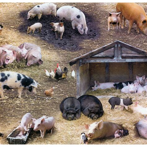 farm animals ee schenck company