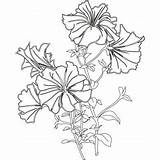 Coloring Pages Flowers Flower Drawing Colouring Petunia Kids Petunias Choose Board Sheets Book Crafts sketch template