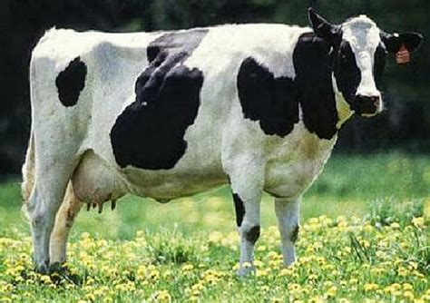 gambar sapi dunia binatang