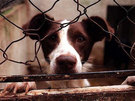 animal neglect law expanded  portugal news