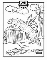 Polecat European Coloring sketch template