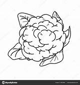 Bloemkool Couve Flor Uit Cauliflower Mao Ilustracao sketch template