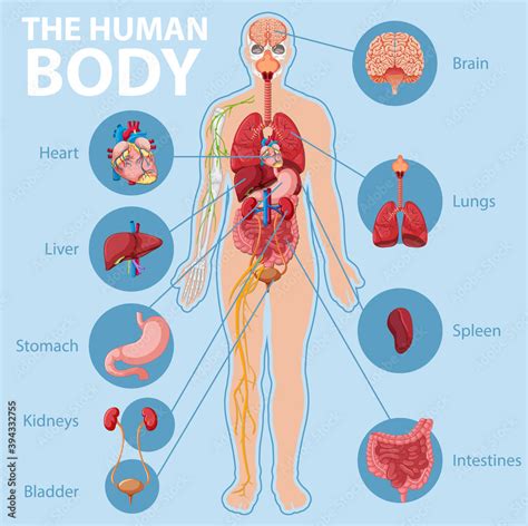 vecteur stock anatomy   human body information infographic adobe stock