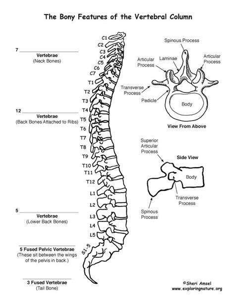 vertebral column backbone bony features