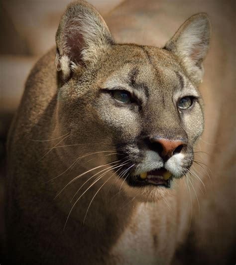 female cougar taken at the wildlife heritage foundation puma