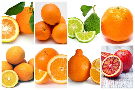 orange  modern farmer guide  orange varieties modern