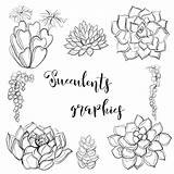 Piante Grasse Succulents Grafica Färben Grafiken Vektorillustration Vecteezy sketch template