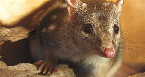 the running of the quolls science news