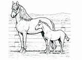 Horse Coloring Mustang Pages Draft Printable Color Getcolorings Shire Getdrawings sketch template
