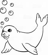 Seal Zeehonden Swims Colouring Harp Een Exclusive Coloringbay Mammal sketch template