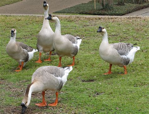 domestic geese  image