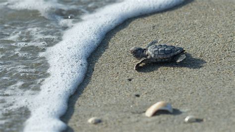 record setting year  sea turtle nests expected statewide