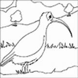 Colouring Curlew Seagull Bird sketch template