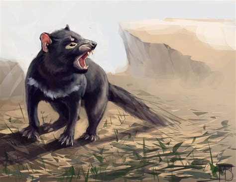 tasmanian devil  lynxmb  deviantart