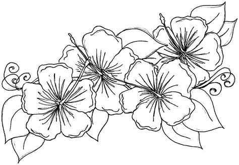 printable hibiscus coloring pages  kids flower coloring