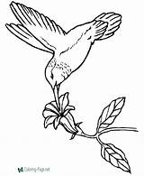 Coloring Pages Bird Birds Hummingbird Flower Stencils Hum sketch template