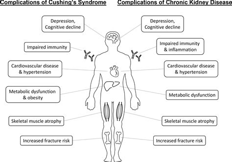 frontiers cortisol excess  chronic kidney disease  review