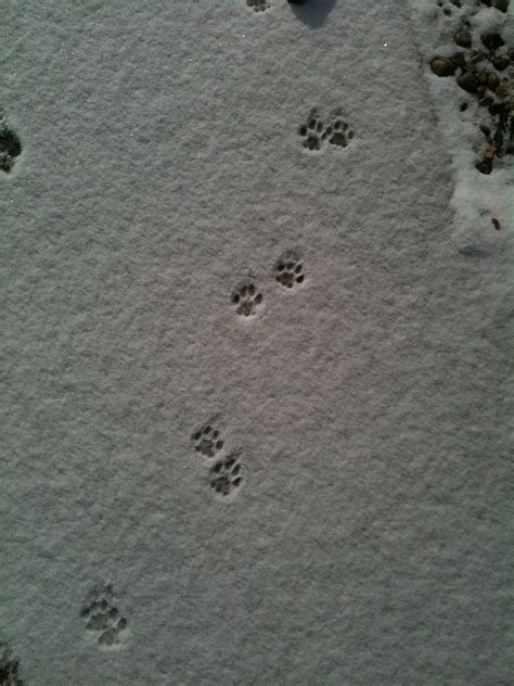 show  fisher cat tracks cat meme stock pictures
