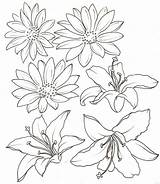 Lily Outline Flower Daisy Drawing Tattoo Water Coloring Stargazer Metacharis Deviantart Drawings Flowers Tattoos Pages Tiger Lilies Clipart Getdrawings Line sketch template