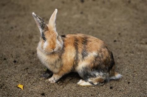 domestic pygmy rabbit stock image image  animal leporid
