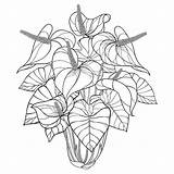 Houseplants Anthurium 30seconds Anturium Vector Tropical sketch template