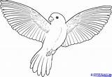 Bird Flying Cartoon Drawing Birds Draw Library Clipart Parrot sketch template