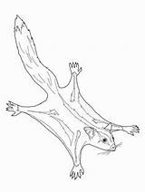 Possum Gliders Sketches Check Glider sketch template