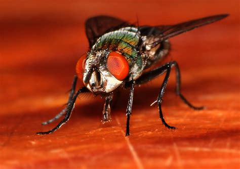 common fly close    photo  freeimages