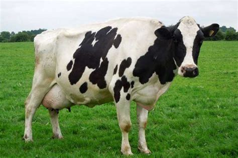 agriculture ministry  import dairy cattle breeds