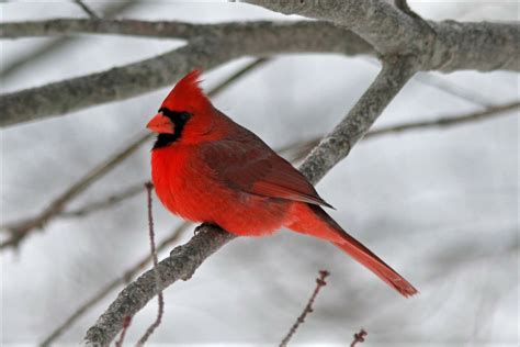 cardinal  tree branch  winter