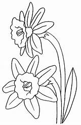 Jonquille Colorat Narcise Flori Clases Planse P05 Daffodils Salticoz Jonquilles Primiiani Gratuit Acessar Desene Artesanias Coloriages sketch template